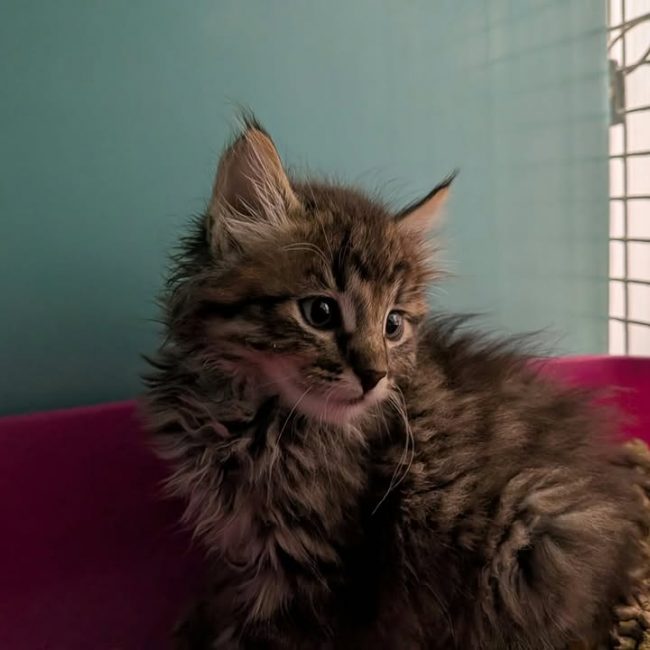 Mistral - Chat Angora Turc à adopter