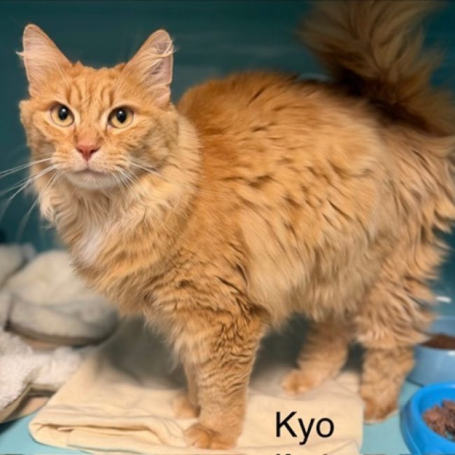 Kyo