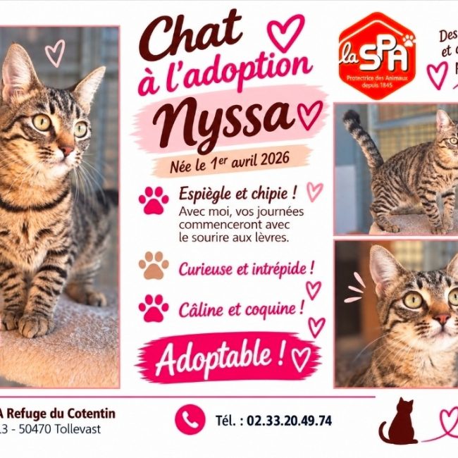 Nyssa - Chat Européen à adopter