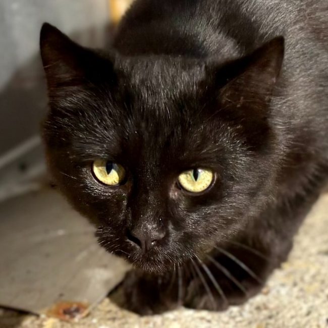 Jaime - Chat Européen à adopter