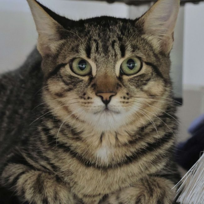 Tipy - Chat Européen à adopter
