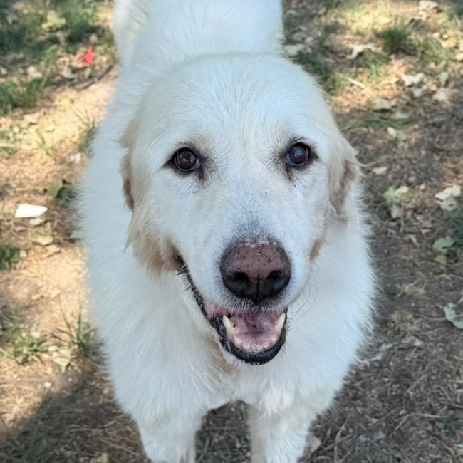 Lexie - Chien Chien de montagne des Pyrénées à adopter