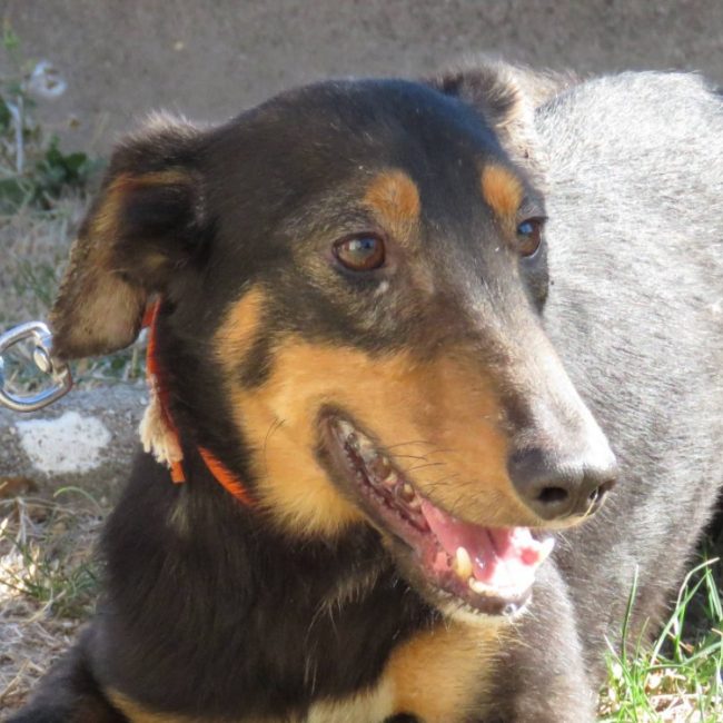 Powell - Chien Berger à adopter