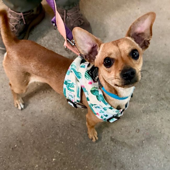 Dumbo - Chien à adopter