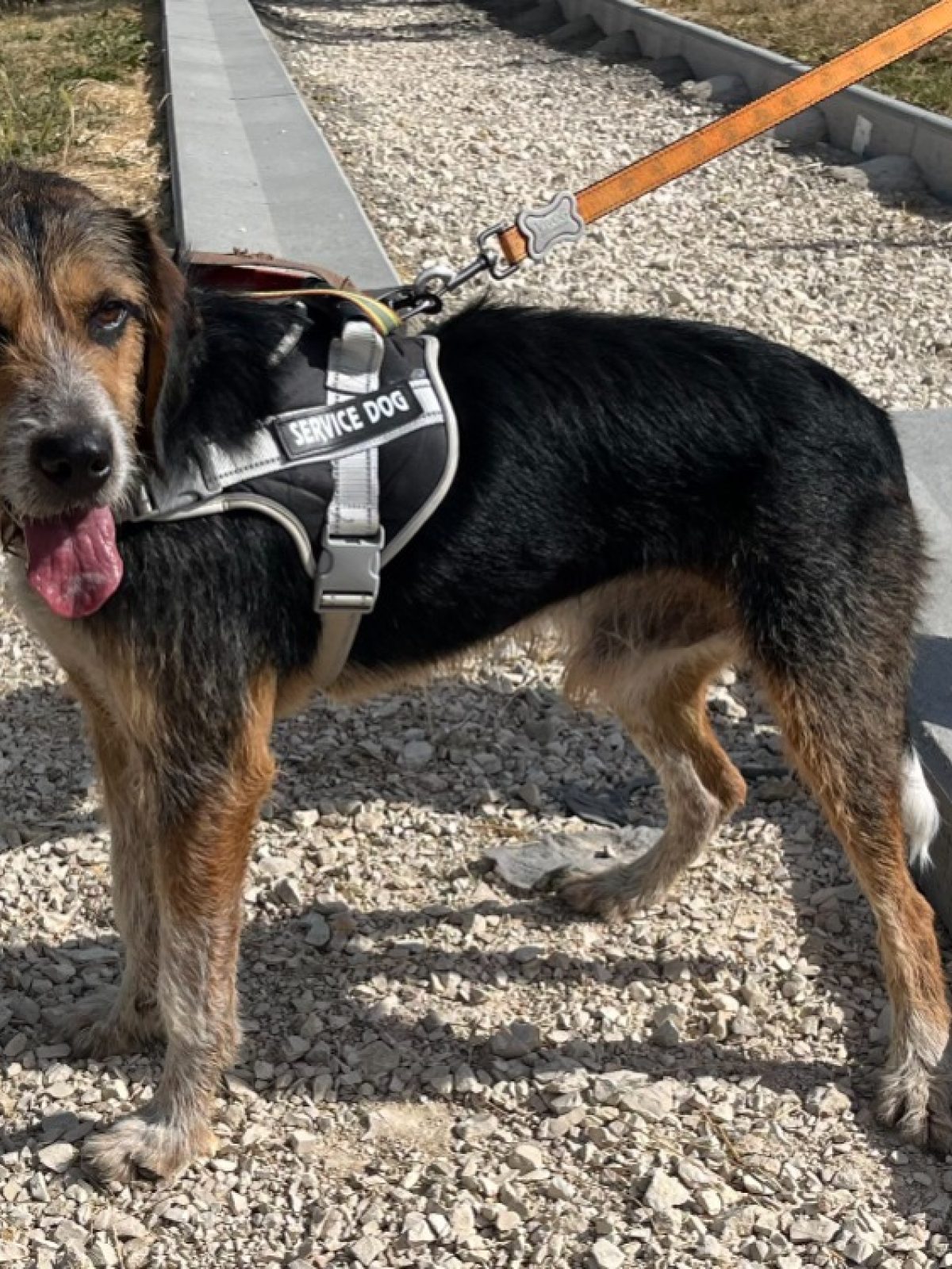 Tobby - Berger à adopter à Arry (57)