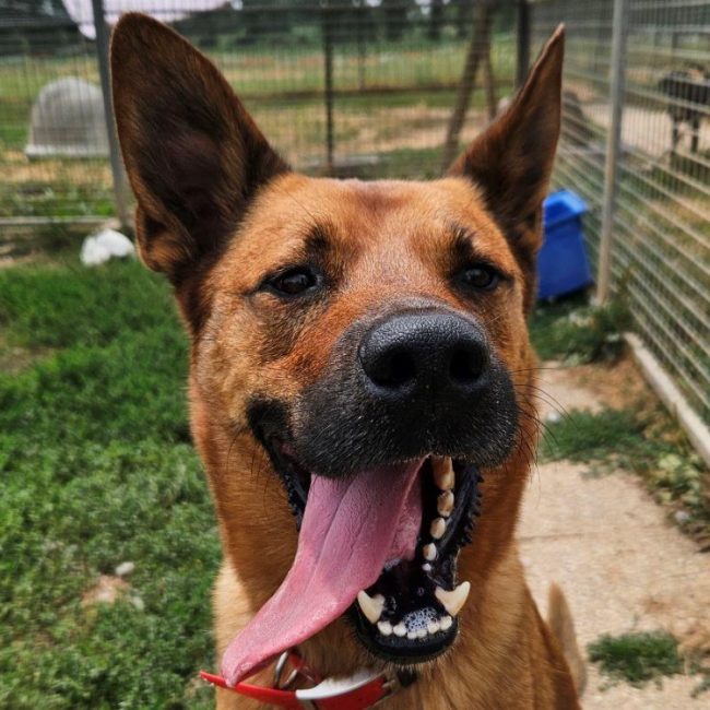 Eclair - Chien Berger Belge Malinois à adopter