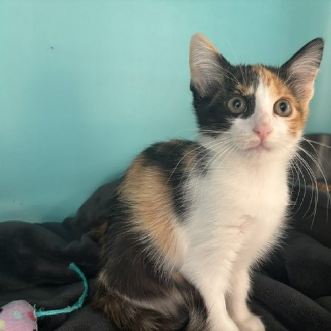 Bagel - Chat Européen à adopter