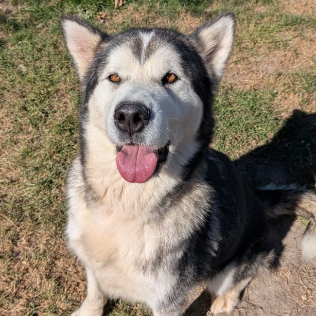 Rebelle - Chien Malamute de l'Alaska à adopter