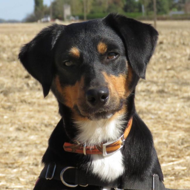 Oasis - Chien Berger à adopter