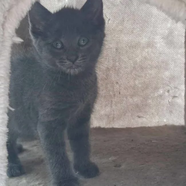 Blue - Chat Européen à adopter
