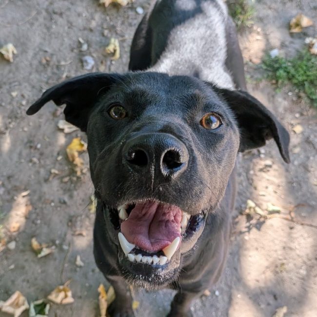 Cajou - Chien à adopter