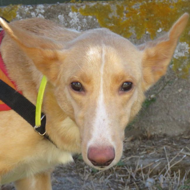 Lima - Chien Berger à adopter