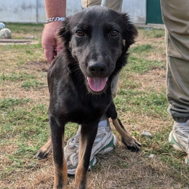 Melvin - Chien à adopter