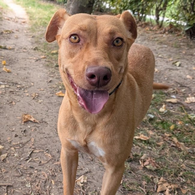 Nala - Chien Braque allemand à poil court à adopter