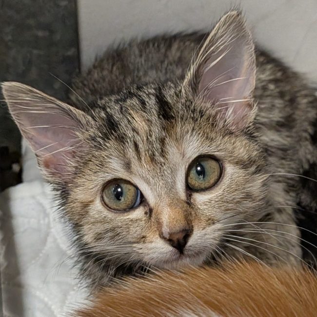 Amaya - Chat Européen à adopter