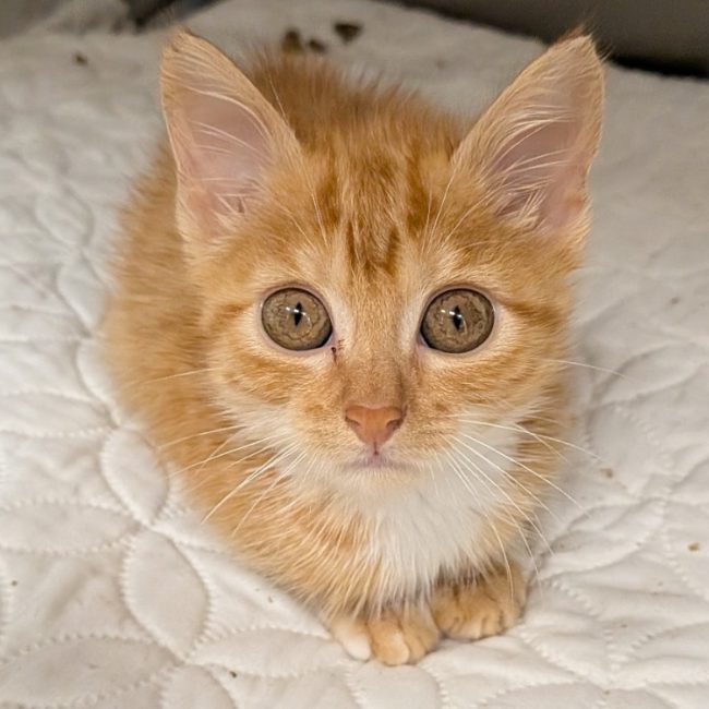 Menza - Chat Européen à adopter