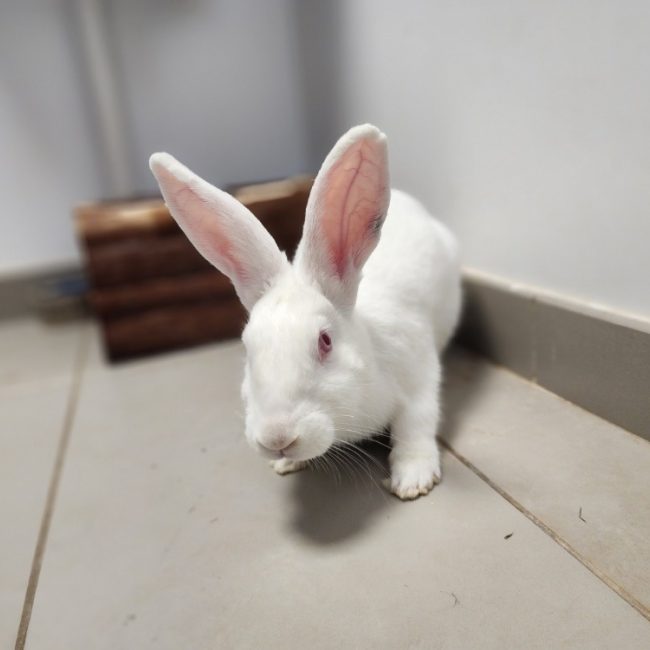 Rajah - Rongeur Lapin à adopter