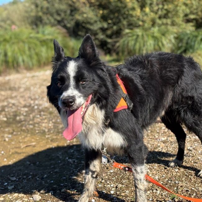 Mowgly - Chien Border Collie à adopter