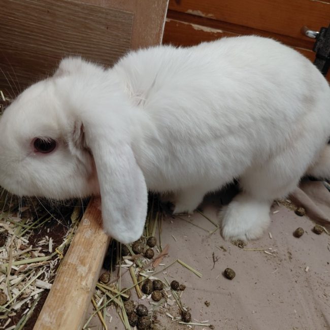 Fleur de sel - Rongeur Lapin à adopter