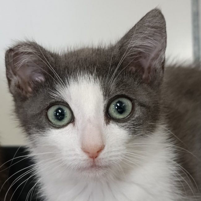 Opale - Chat Européen à adopter