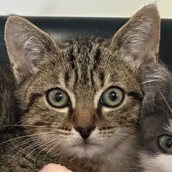 Nox - Chat Européen à adopter