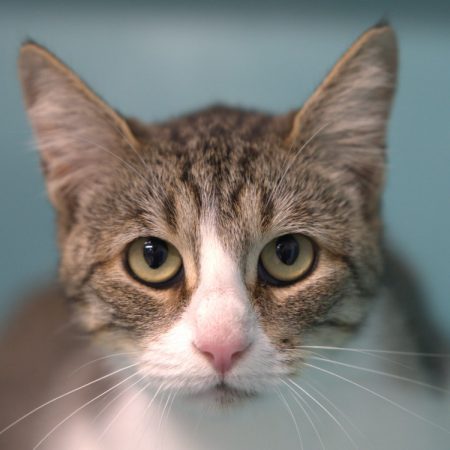 Pauline - Chat à adopter