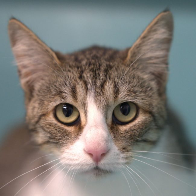 Pauline - Chat à adopter