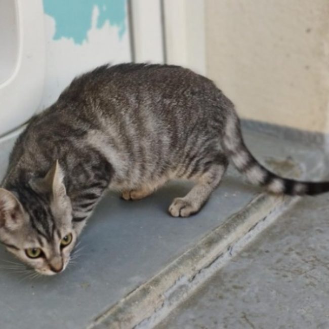 Leo - Chat Européen à adopter