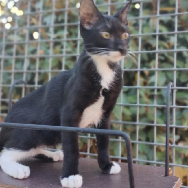 Blacky - Chat Européen à adopter