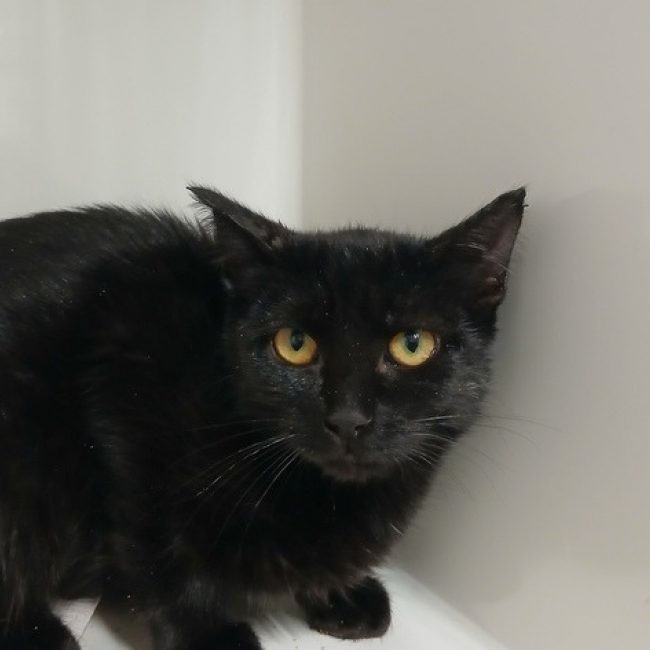 Charlie - Chat Européen à adopter