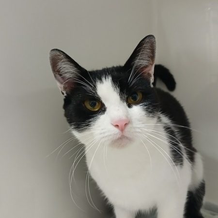 Bloom - Chat Européen à adopter