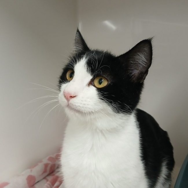 Fantomas - Chat Européen à adopter