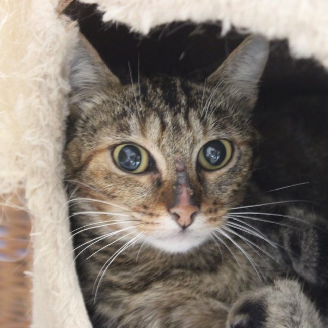 Yuzu - Chat Européen à adopter