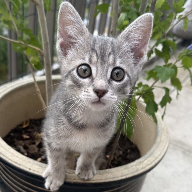 Grisou - Chat Européen à adopter
