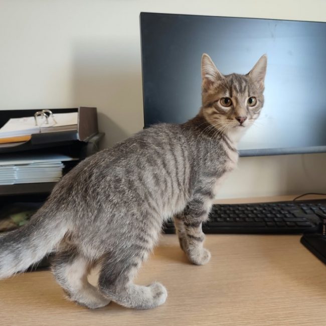 Zaire - Chat Européen à adopter