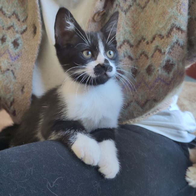 Socks - Chat Européen à adopter