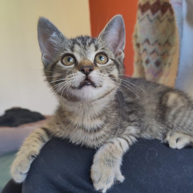 Minus - Chat Européen à adopter