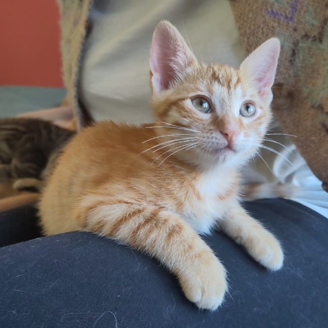 Lockhart - Chat Européen à adopter