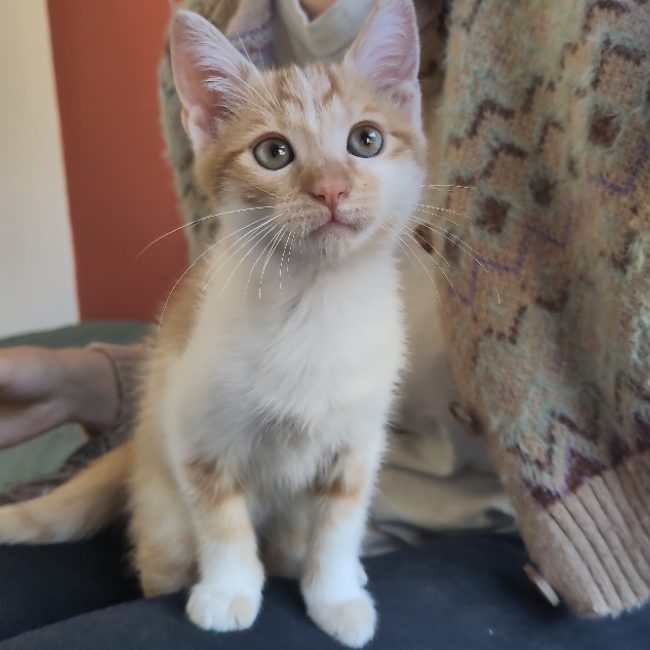 Billy - Chat Européen à adopter
