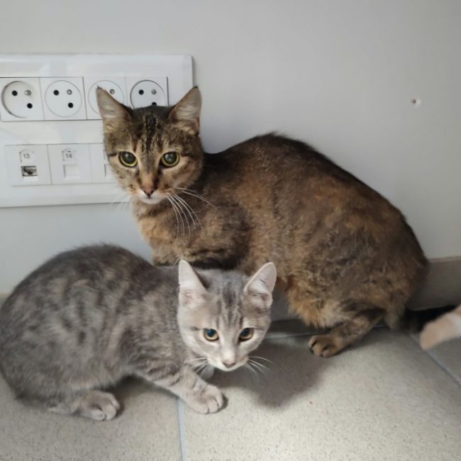 Lacroix - Chat Européen à adopter