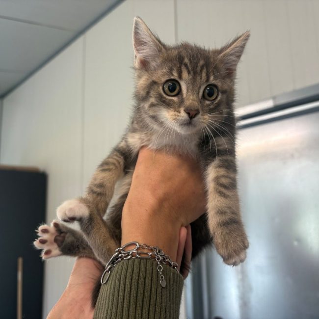 Sniper - Chat Européen à adopter
