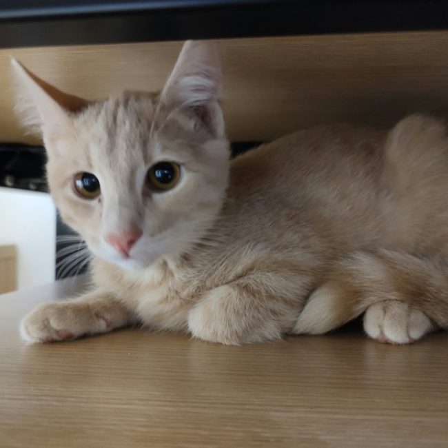 Emery - Chat Européen à adopter