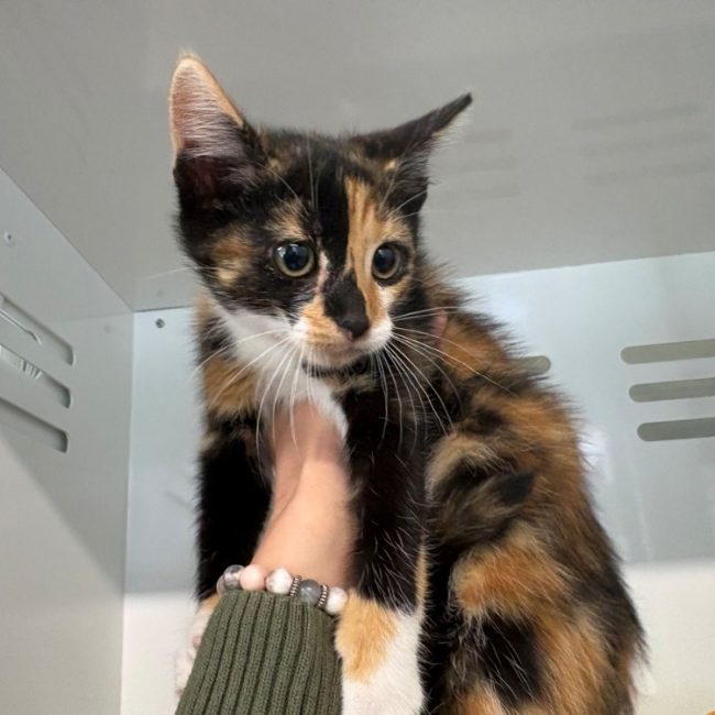 Mimine - Chat Européen à adopter