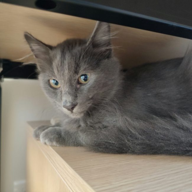 Upamecano - Chat Européen à adopter