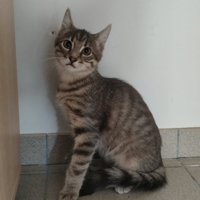 Kante - Chat Européen à adopter