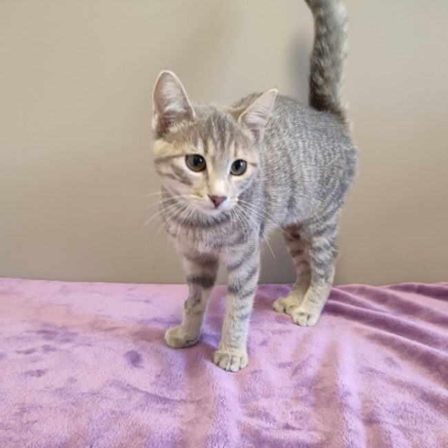 Ngolo - Chat Européen à adopter
