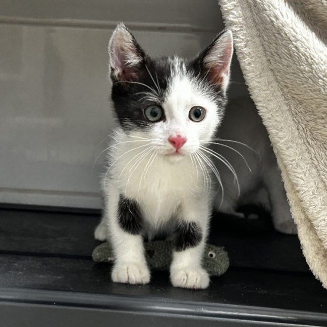Nova - Chat Européen à adopter