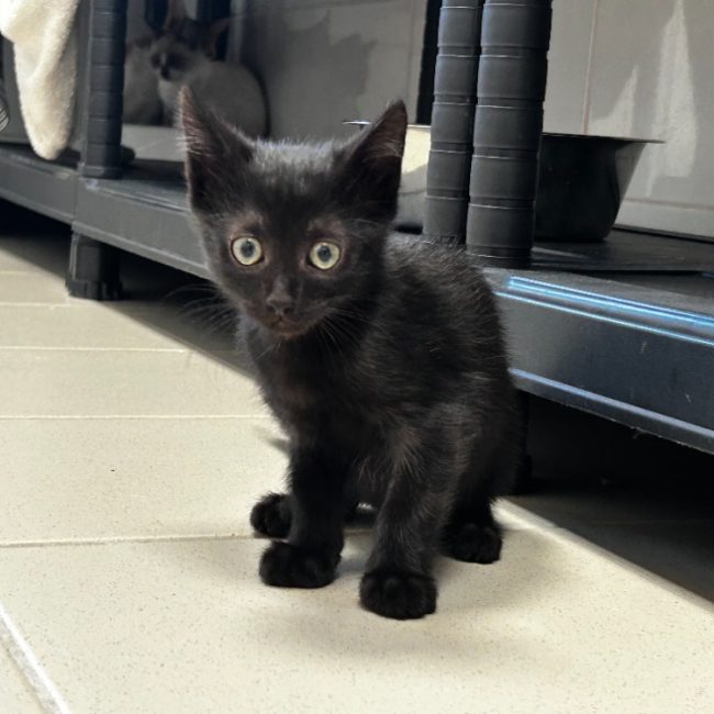 Nox - Chat Européen à adopter