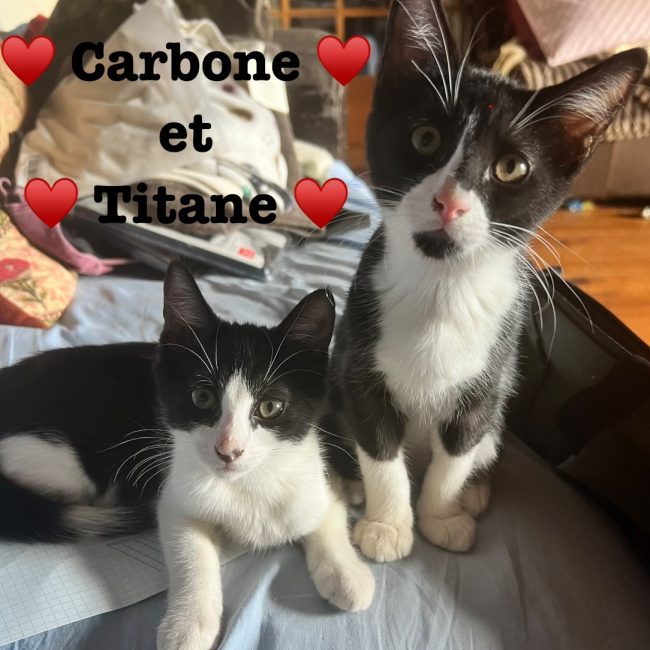 CARBONE ET TITANE - Chat à adopter