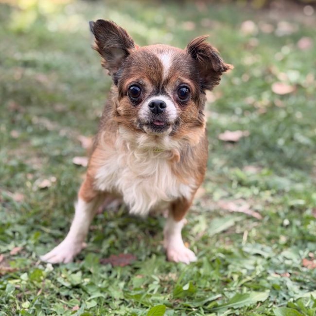 Miska - Chien Chihuahua à adopter